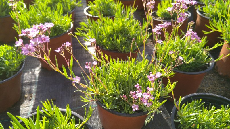 Gypsophila repens 'Knuddel'